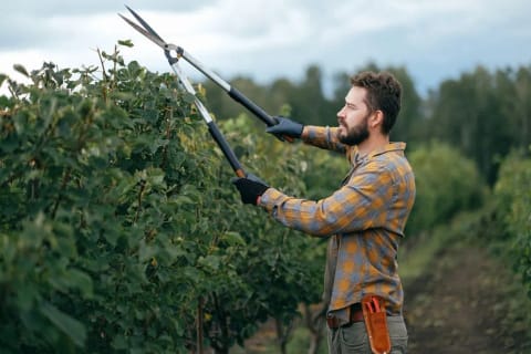 Mantenimiento de jardines en Barcelona