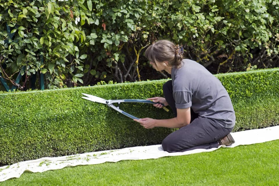 Mantenimiento de jardines en Barcelona — jardinero en Barcelona (2)